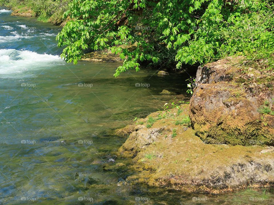 The incredible turquoise waters of the Blue River in the Willamette National Forest on a sunny spring day. 