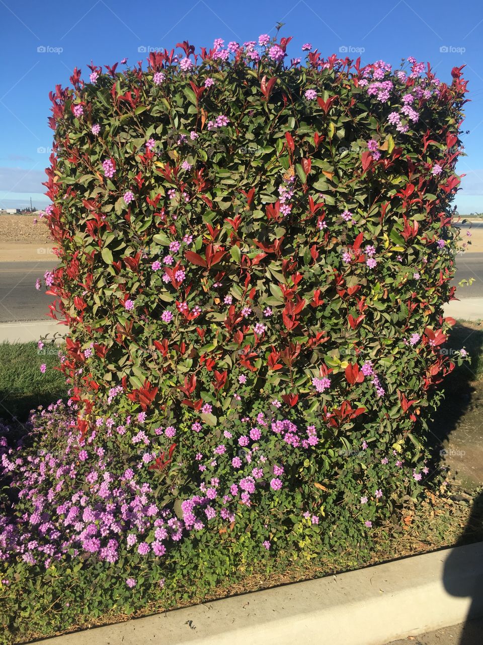 Hun árbol con flores
