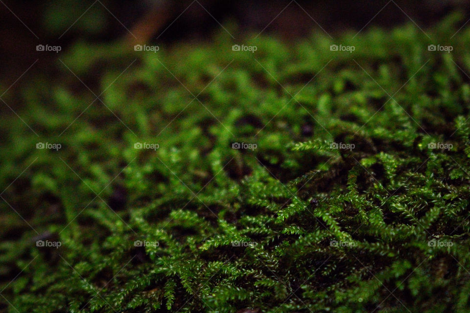 Dark green forest moss macro texture close-up