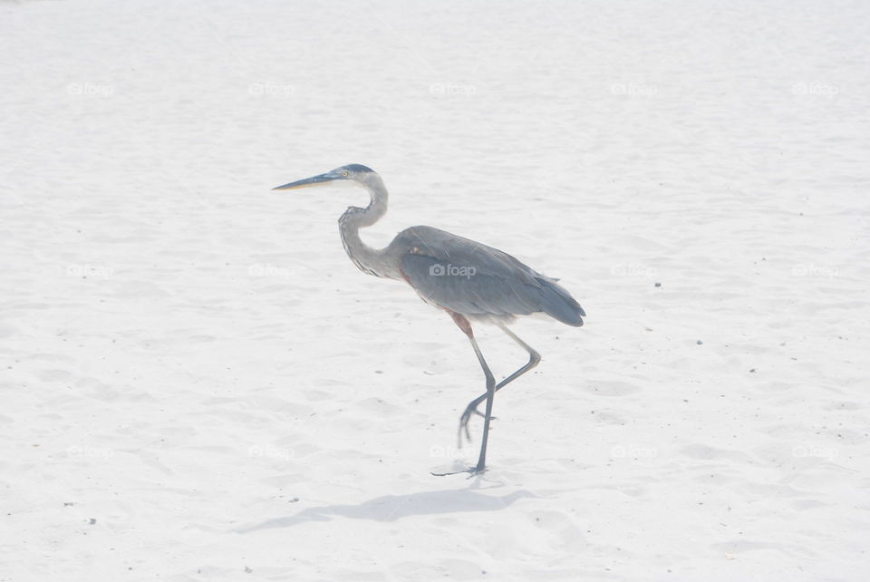 A heron walking on the beach