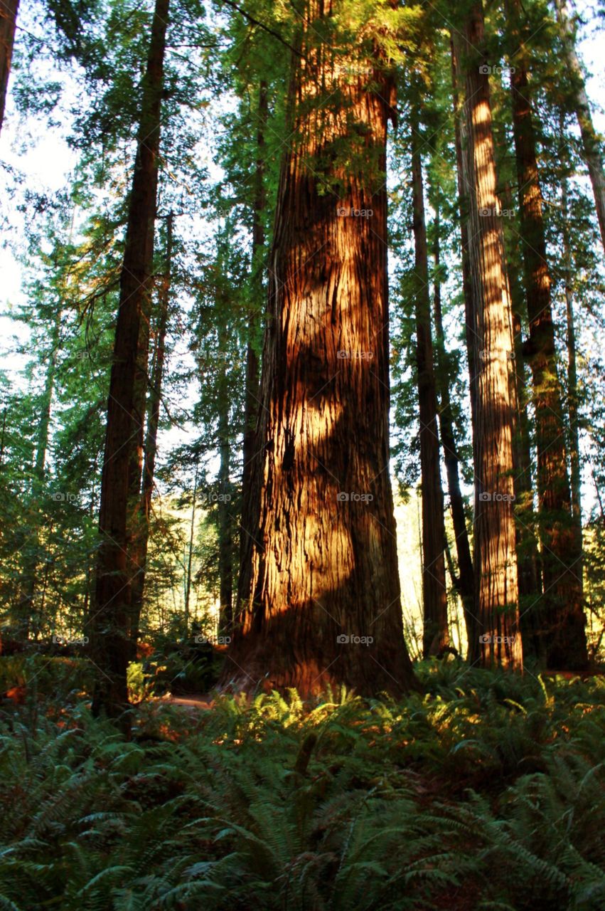 Redwood 
