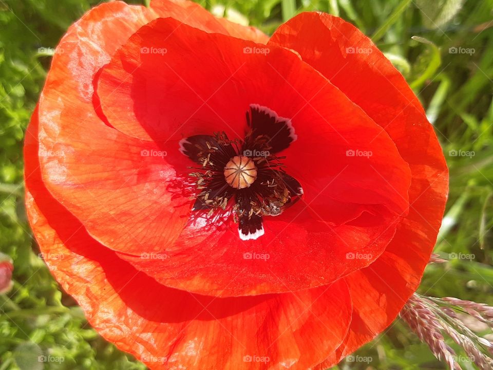 Poppy flower