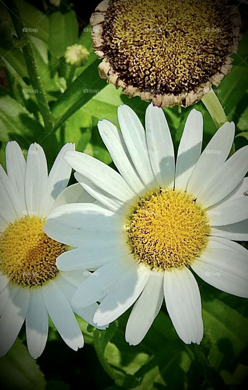 Blossoming white daisies flourishing in the sun light 