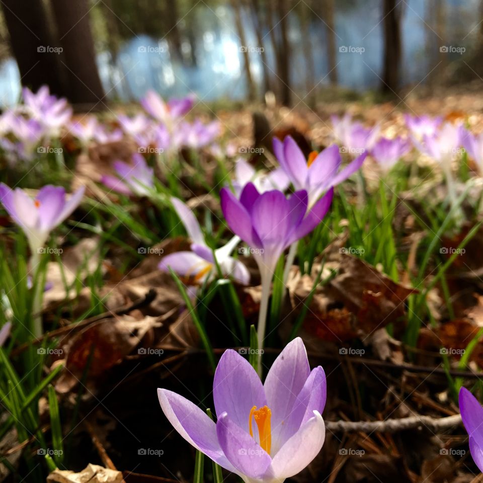 Close-up of blooming purple crocus