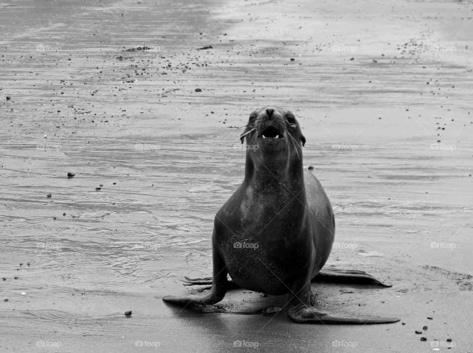 beach ocean animal mammals by hddatmyers