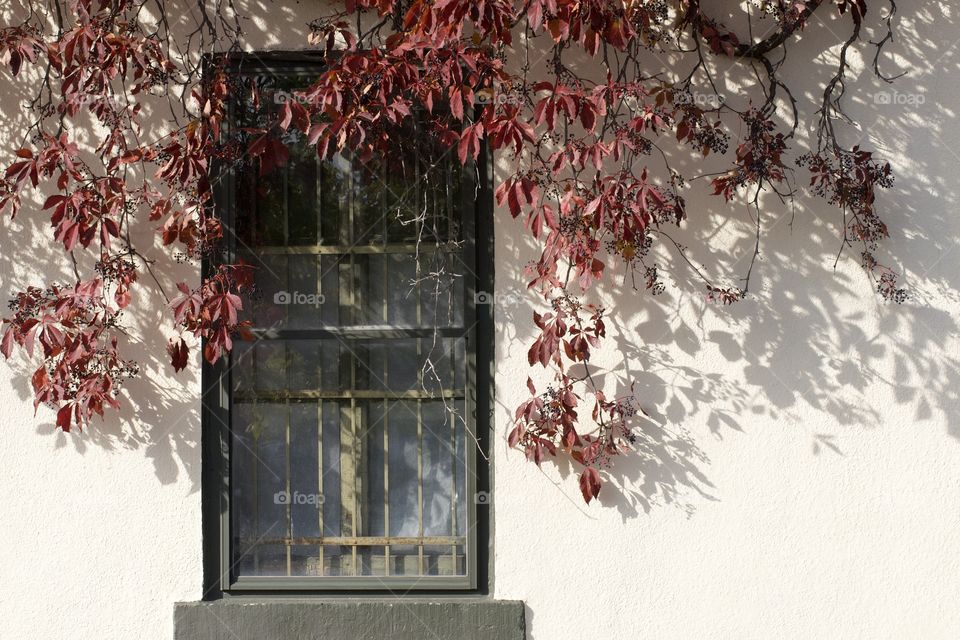 Vine on the wall