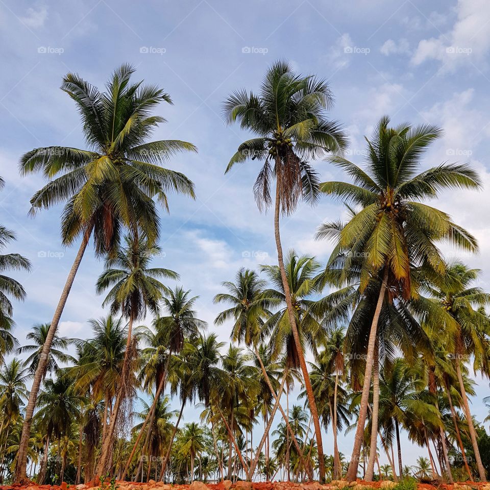 Scenic view of coconut farm against sky