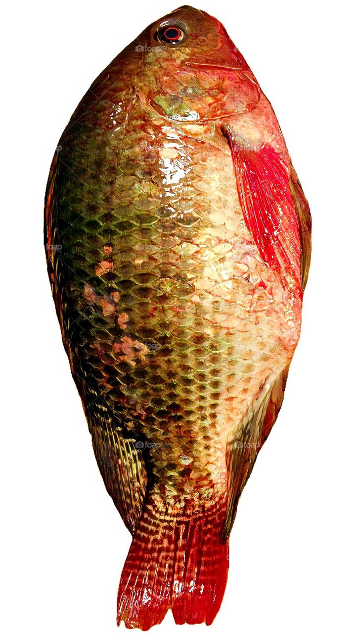 Mozambique Tilapia Fish