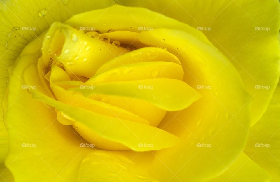 yellow rose. macro