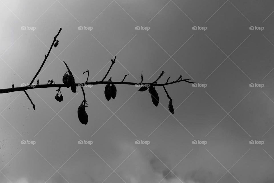 Silhouette of a tree trunk against the sky, presented in black and white, minimalism
