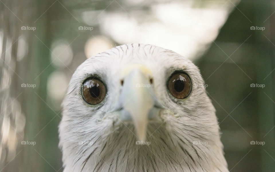 close up portrait of Eagle / Hawk