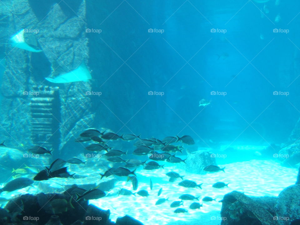 School of Fish swimming around the Atlantis ruins. 
Bahamas