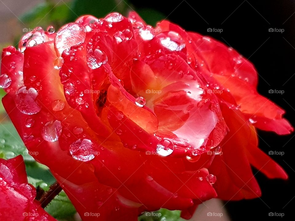 Roseflower with raindrops