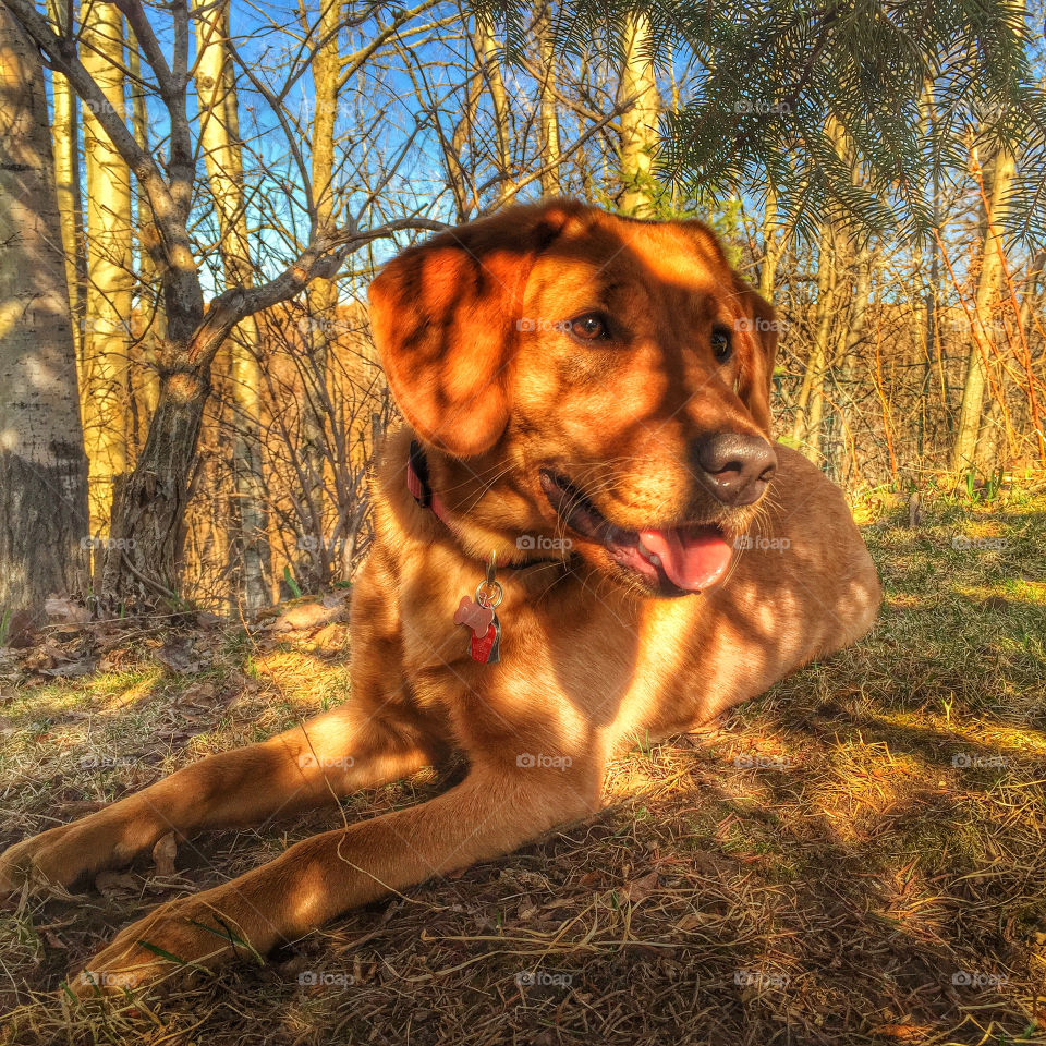 Pup basking in the evening shade