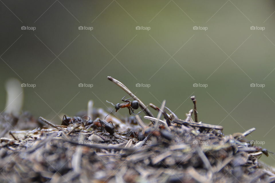 Close-up of ant on twigs