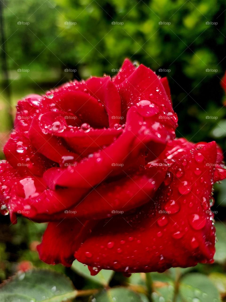 rainy day roses