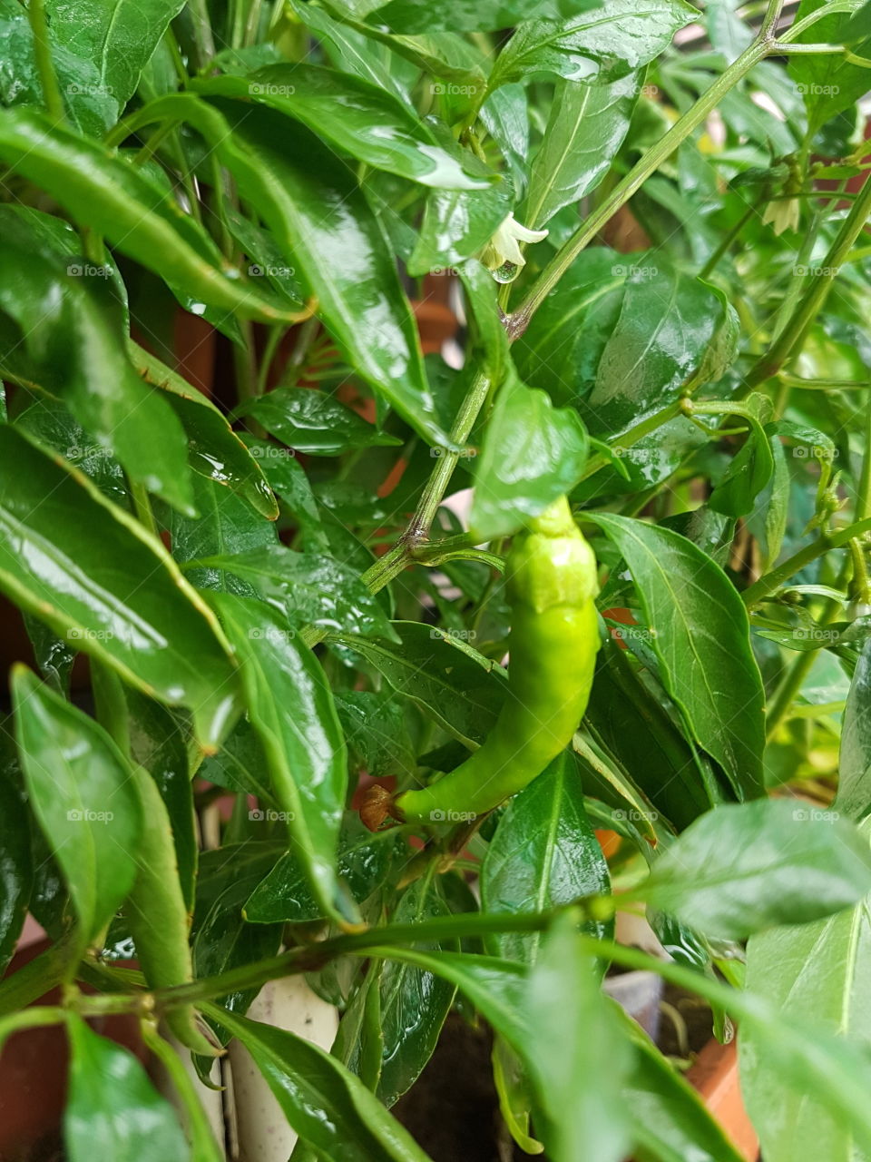 green chilli
