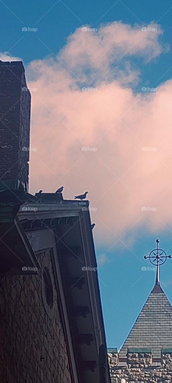 Rooftop Pigeons