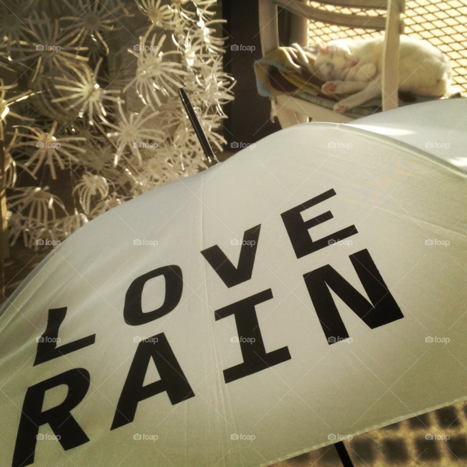 flower white cat contrast by jespersn