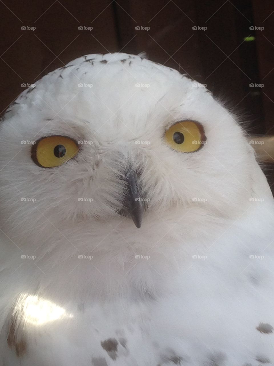 Snowy owl