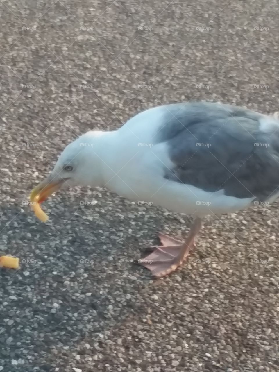 seagull