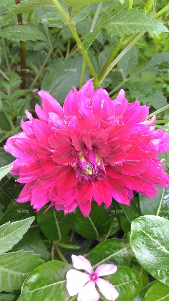 Smart flower of daheliya