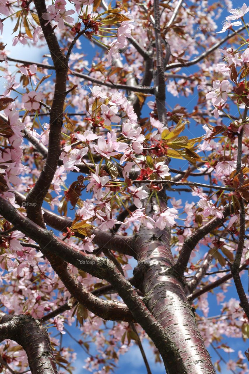 Cherry tree from ground up