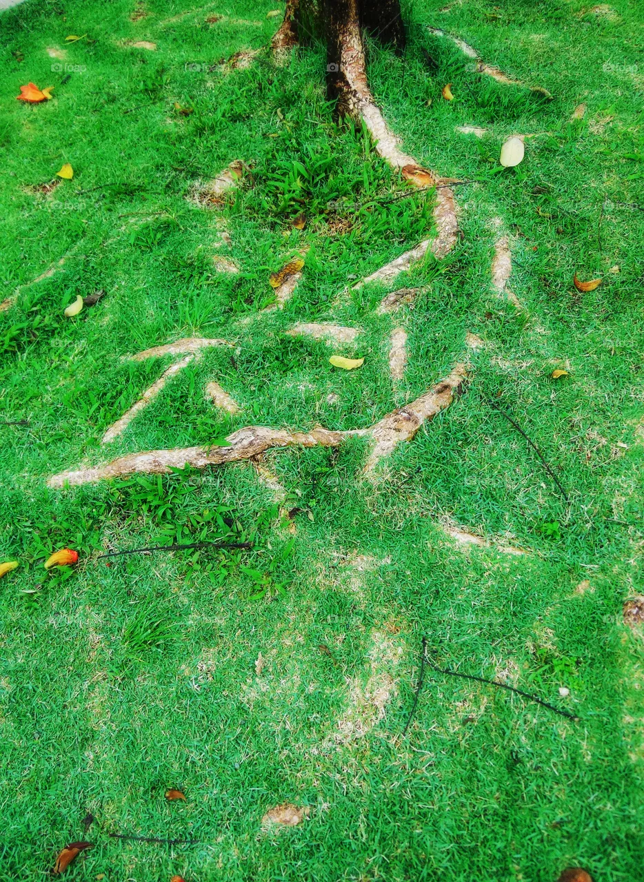 Roots