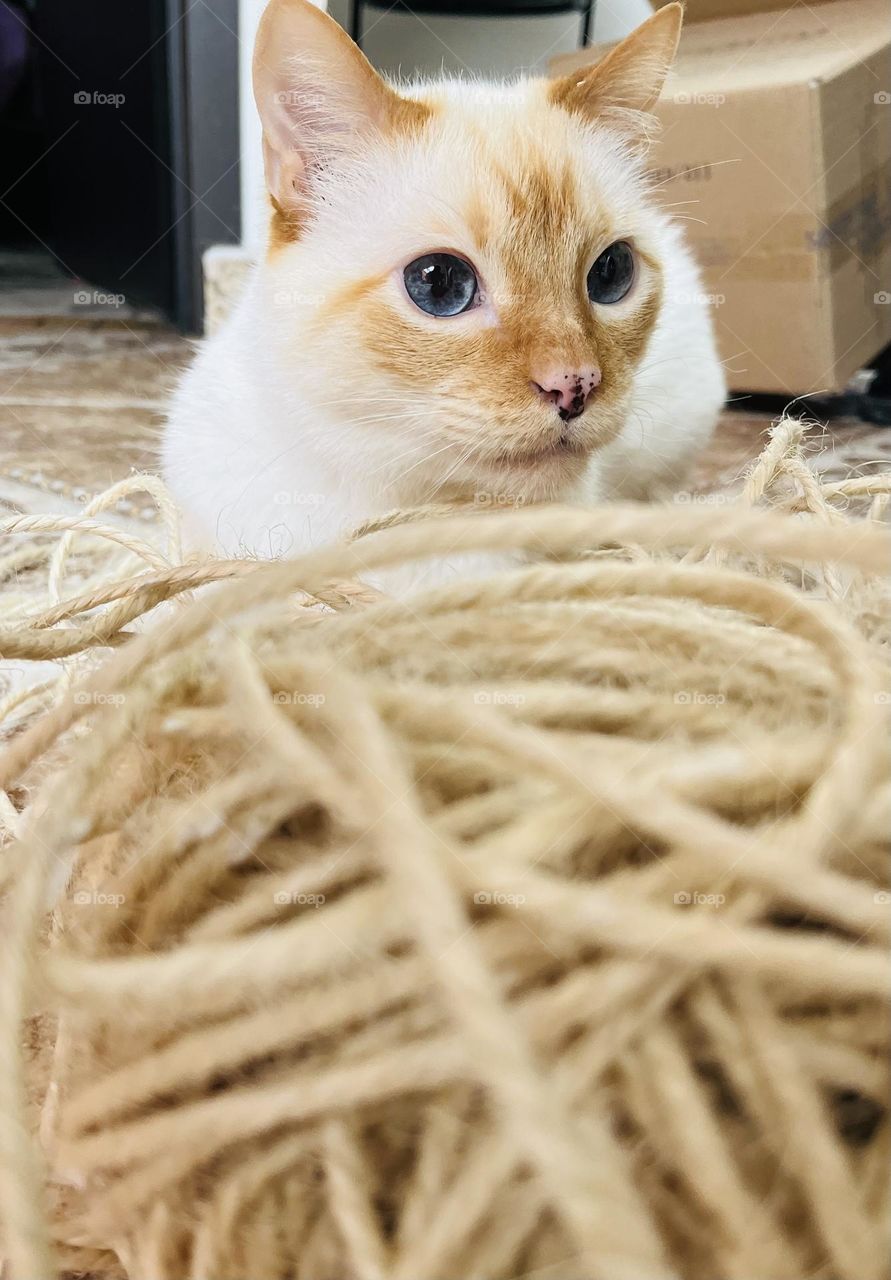 A playful cat an its blue eyes