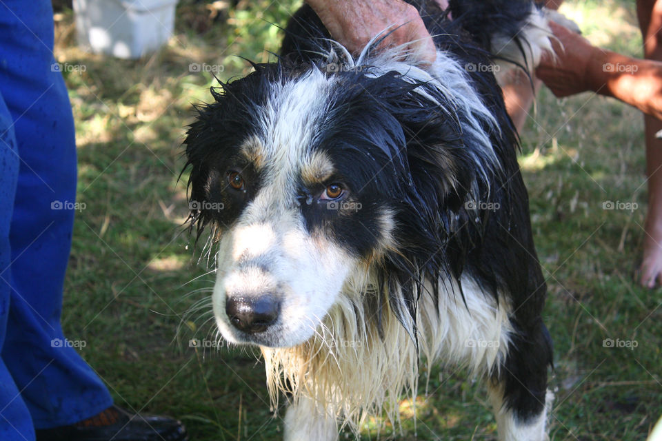 Wet dog, bathing a dog 5