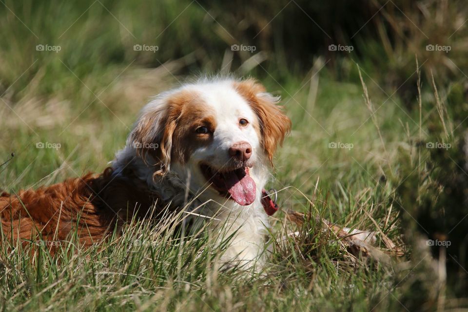 A dog sitting on grass