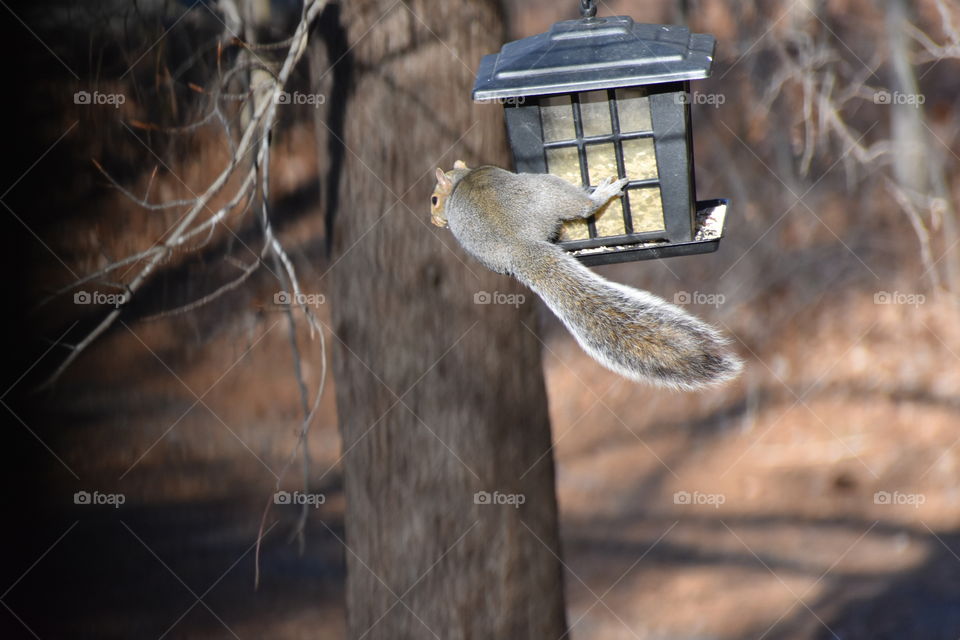 Squirrel hanging on to bird feeder