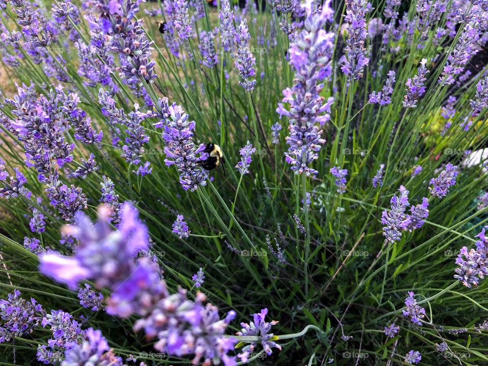 Busy bees in lavender plants, during a summer day 