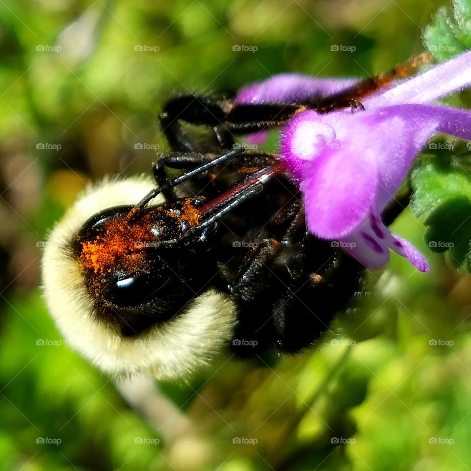 Bee, Insect, Bumblebee, Nature, Pollen