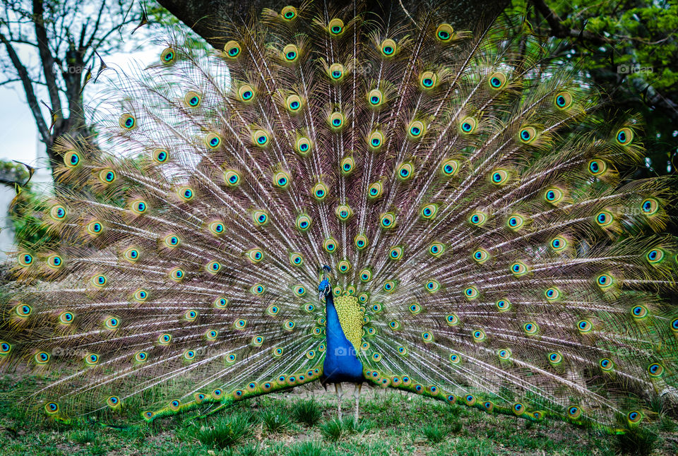 beautiful colors in this peacock