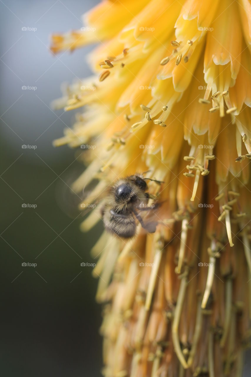 Bee pollinating on flower