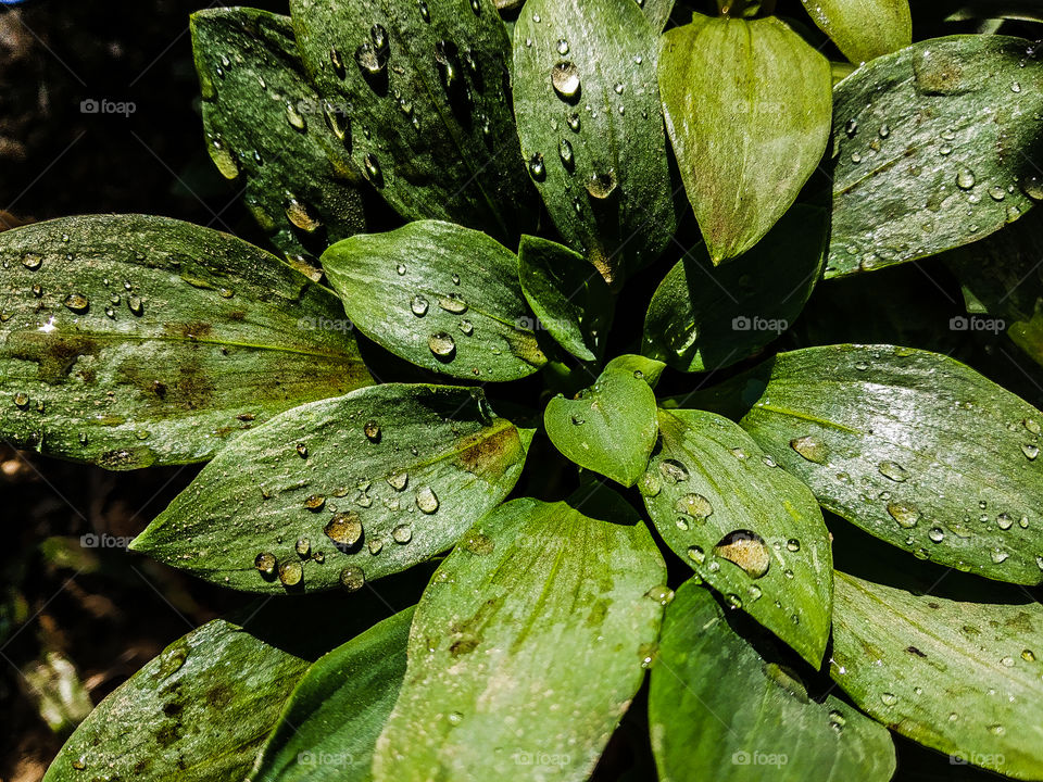 water drops on leaf