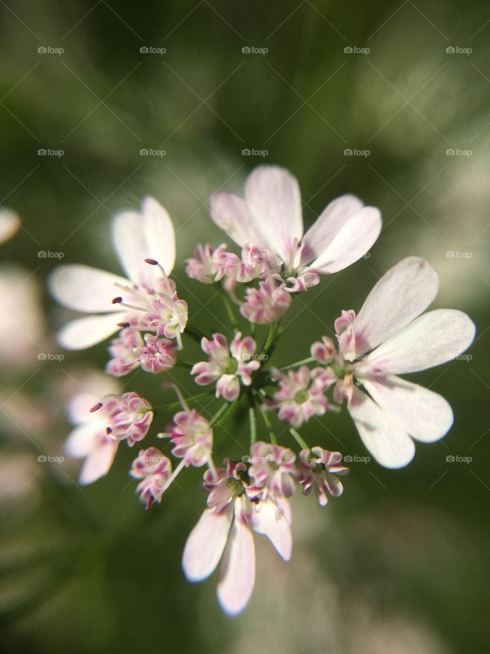 Cilantro blossom