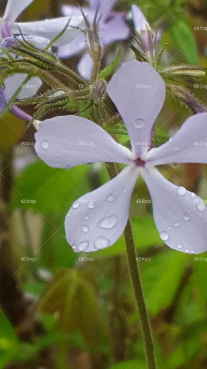 tiny purple flower after a rain