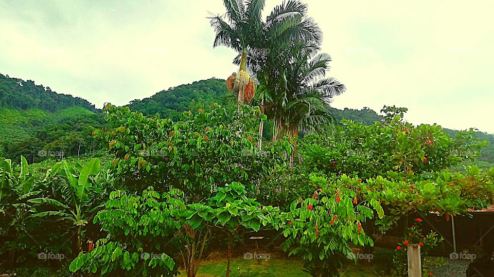 PALMEIRA BANANAL MONTE