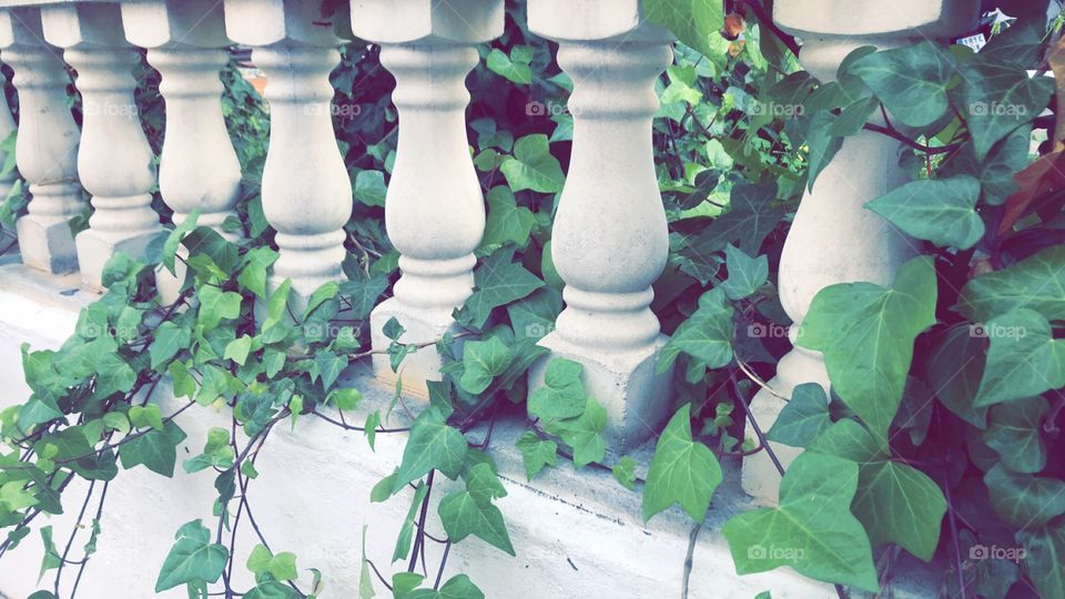 A plant I thought was nice 