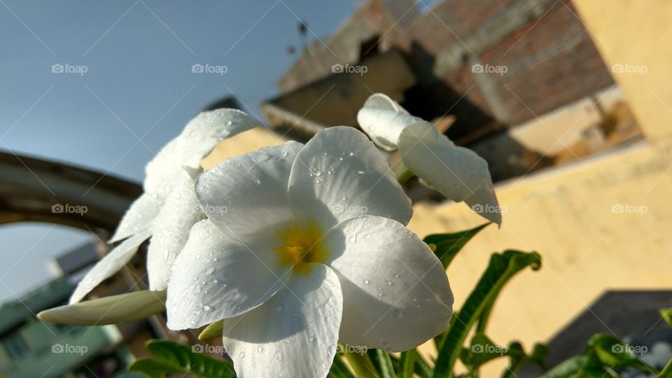 nice flowers with rain