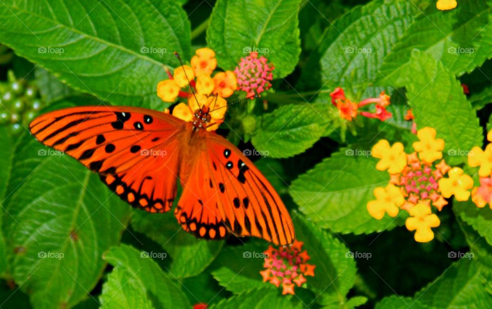 Colors of Spring - A Gulf Fritillary butterfly with wide wings drawing nectar from a colorful Lantana bush