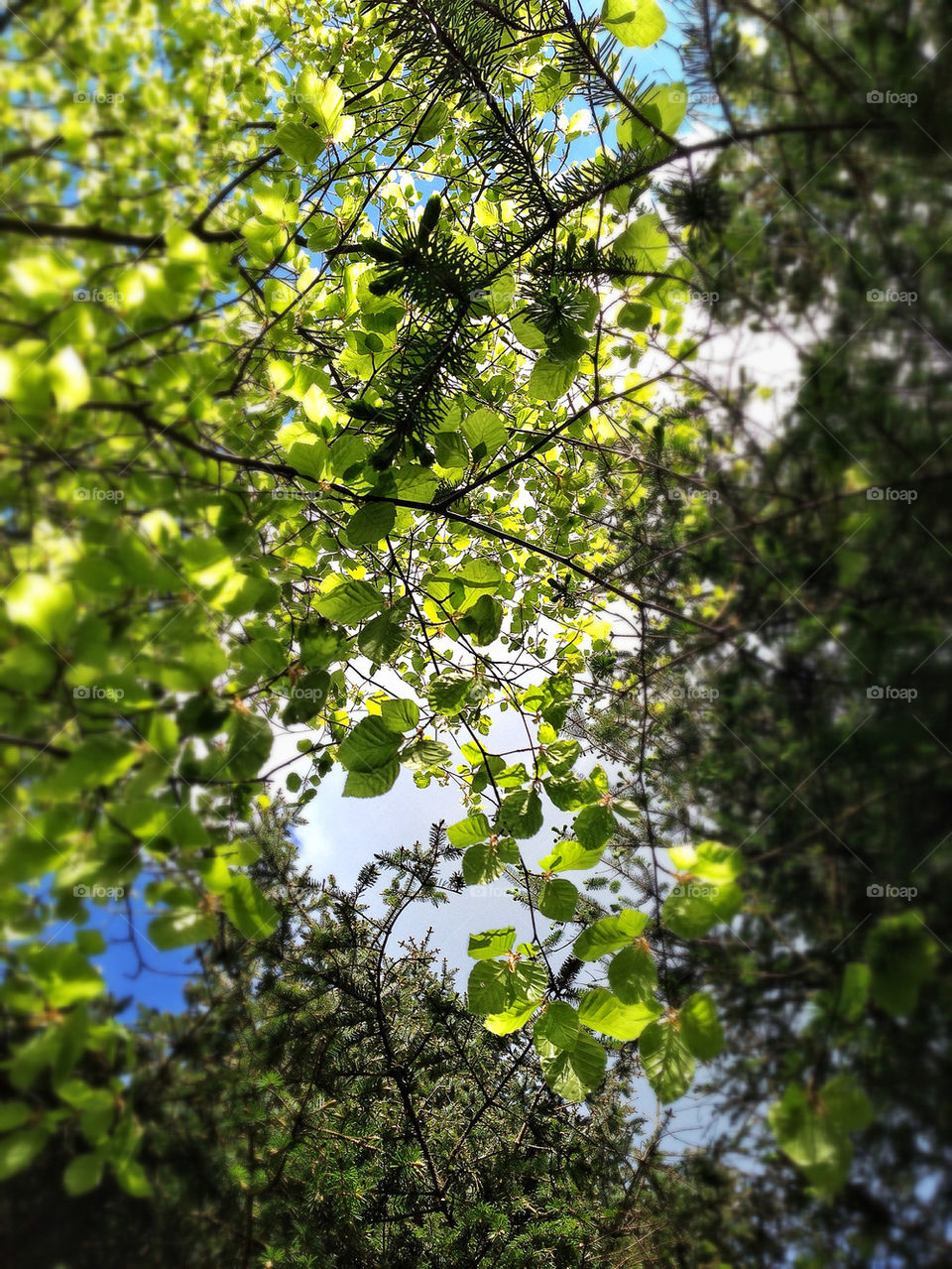 Low angle view of trees