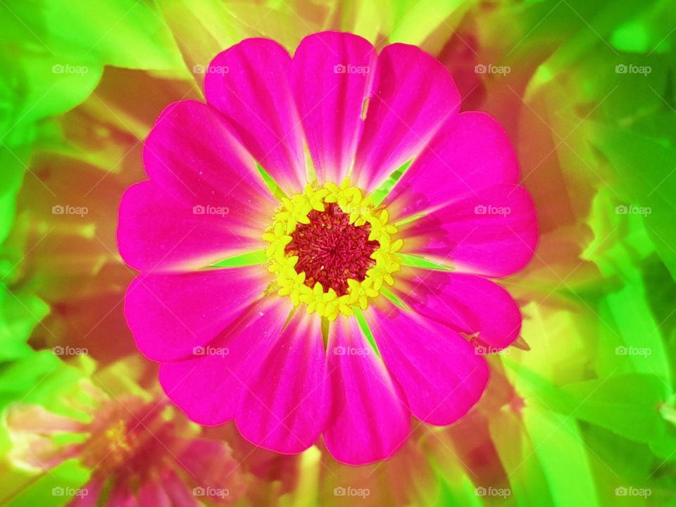 Zinnia type flower plant, ornament plants, purple flower, pink flowers, has 13 single layer petals, green leaves, grows in front graden of the house, beautifies the yard of the house, purple flower in the sun