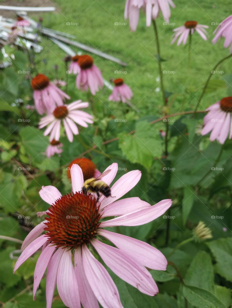 Purple Flowers with Bee