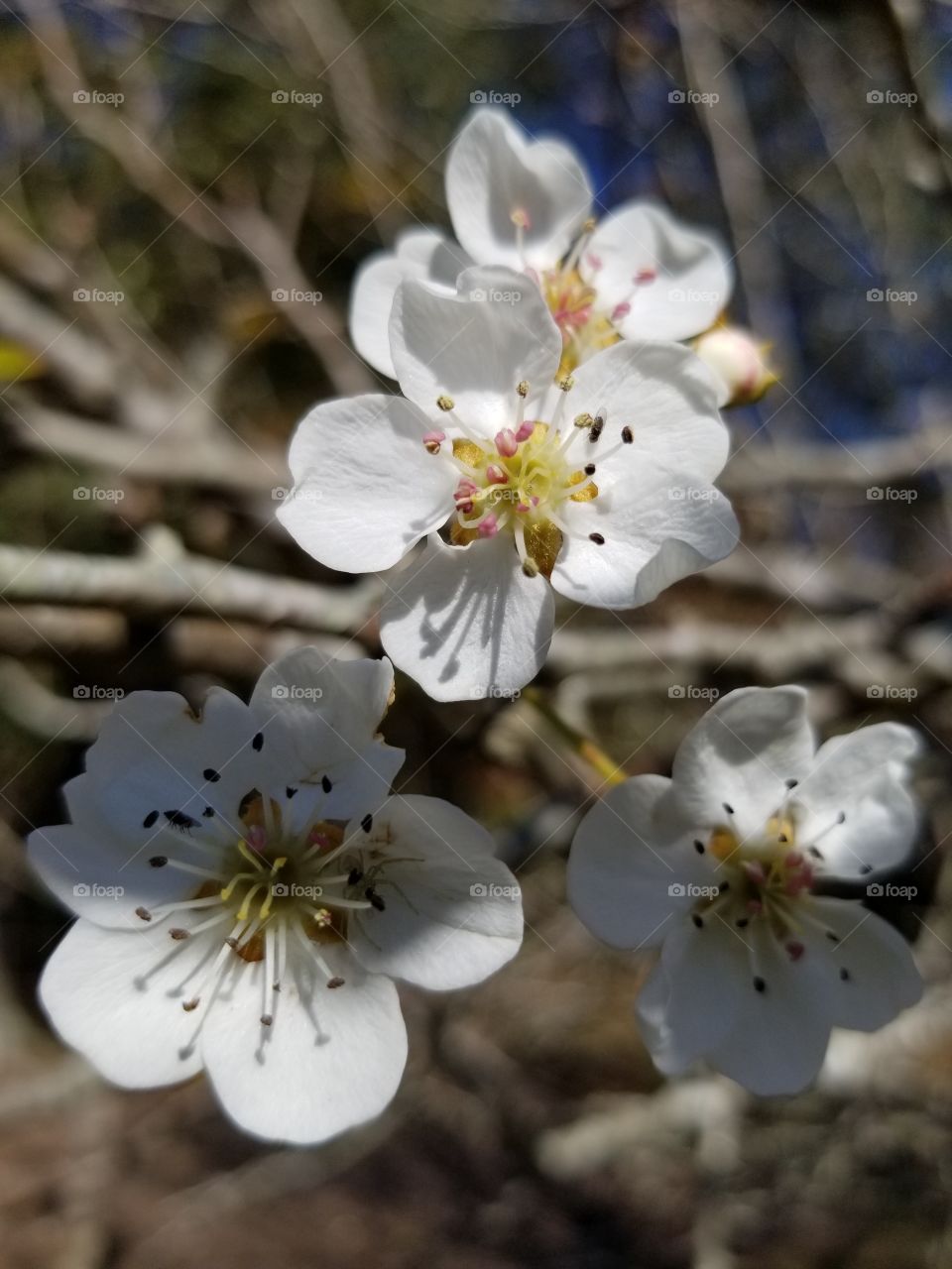 Pear tree blossoms