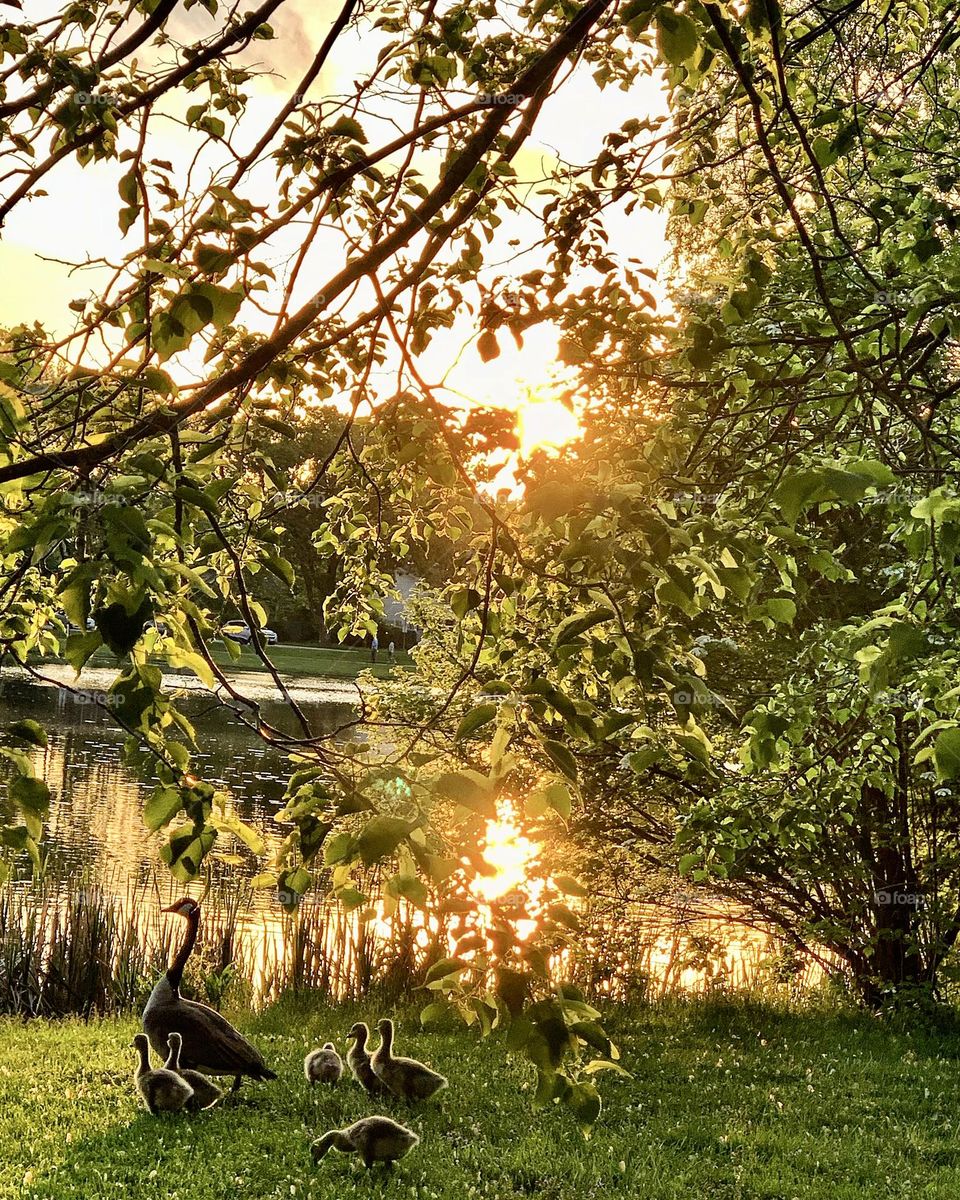 Goose with goslings at a walk.