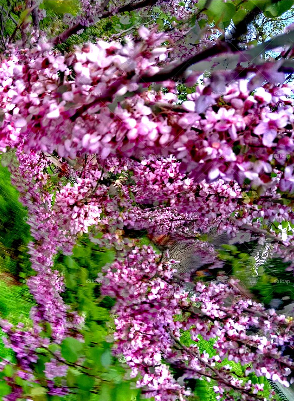 Close-up of cherry blossom branch