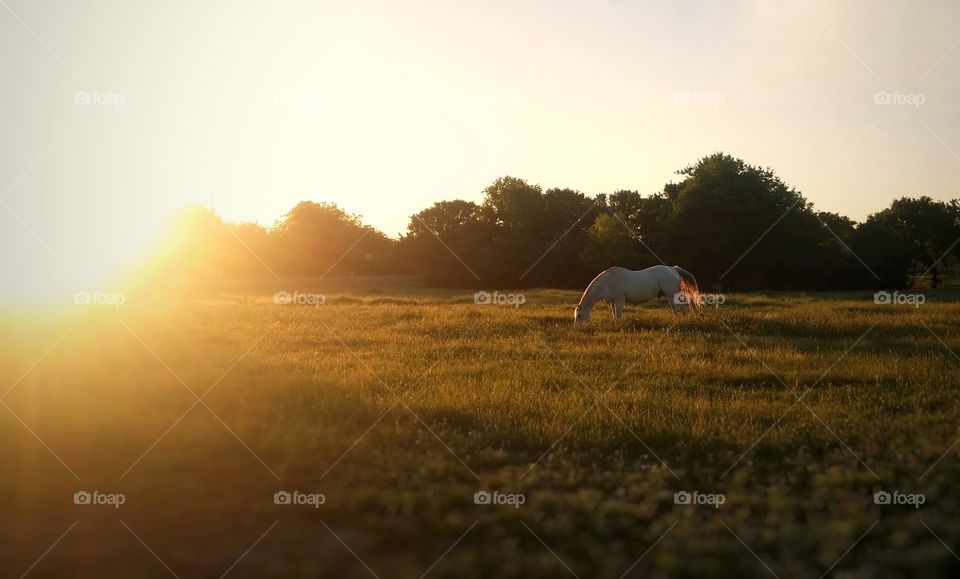 Horse at Sunset